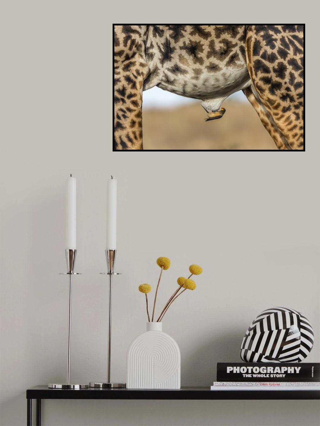 Oxpecker and Giraffe Poster och Canvastavla