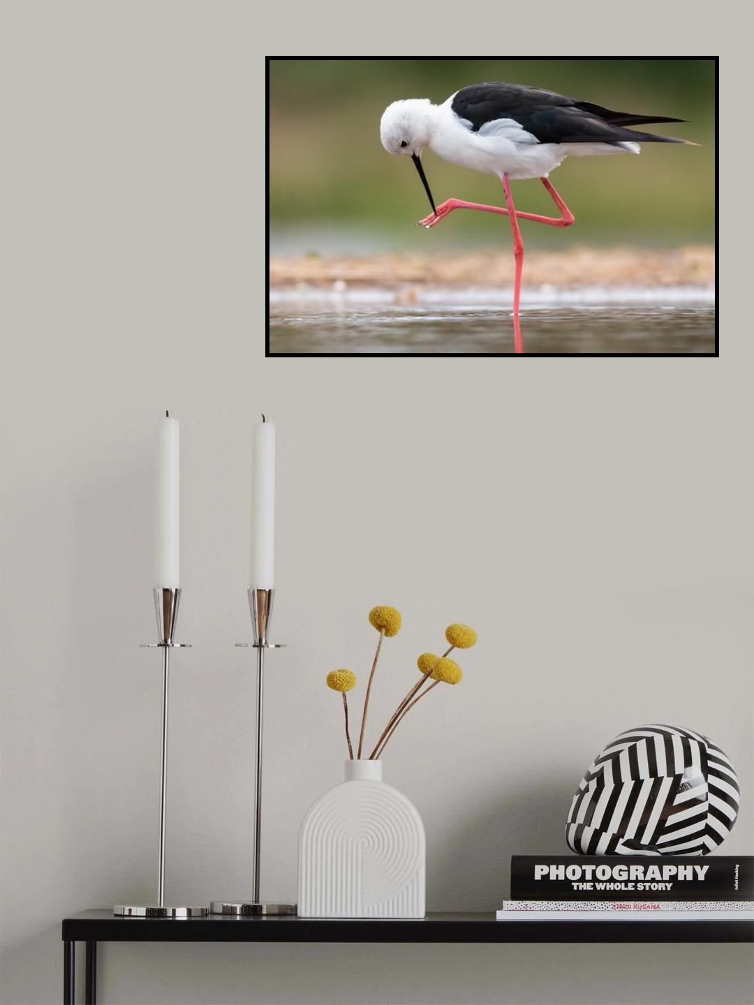 Black winged stilt manicure Poster och Canvastavla