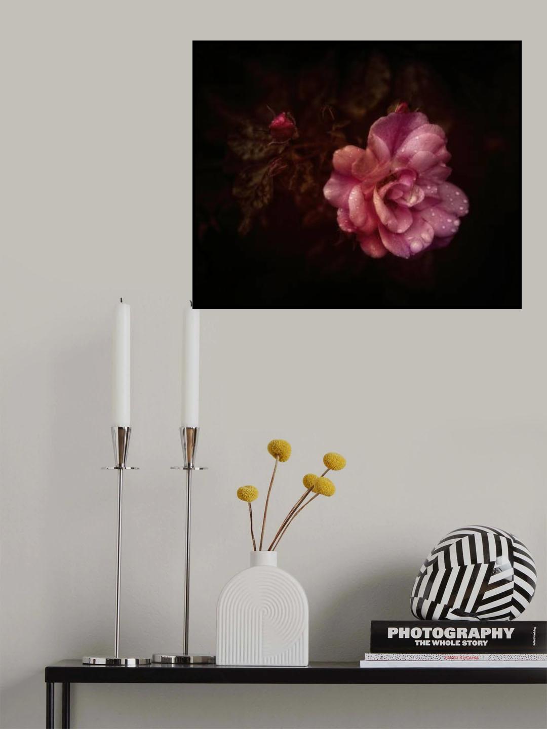 roses Poster och Canvastavla