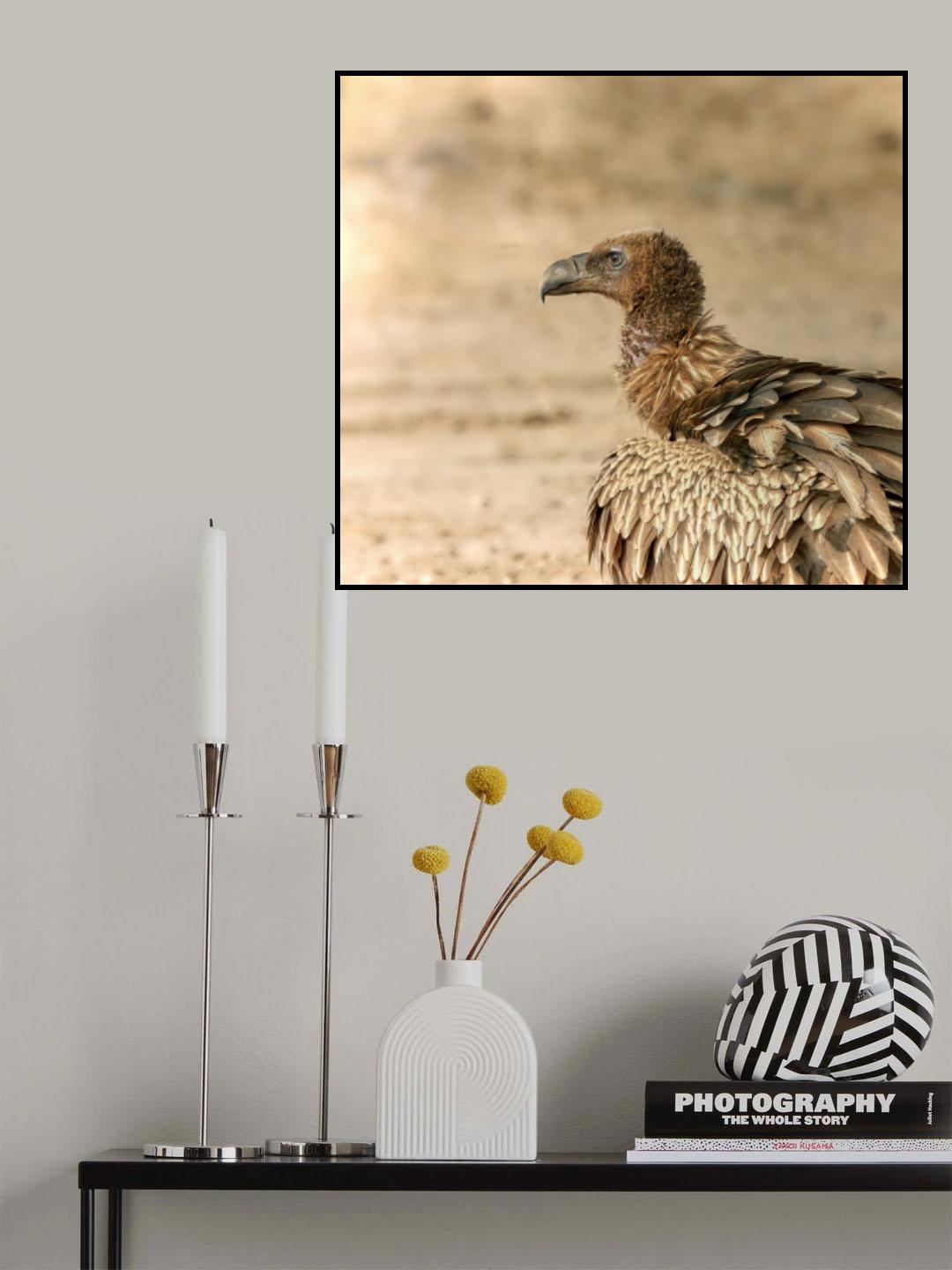 Vultures of Indian Desert Poster och Canvastavla