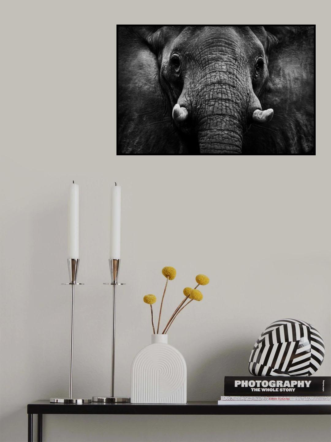 Elephant Poster och Canvastavla