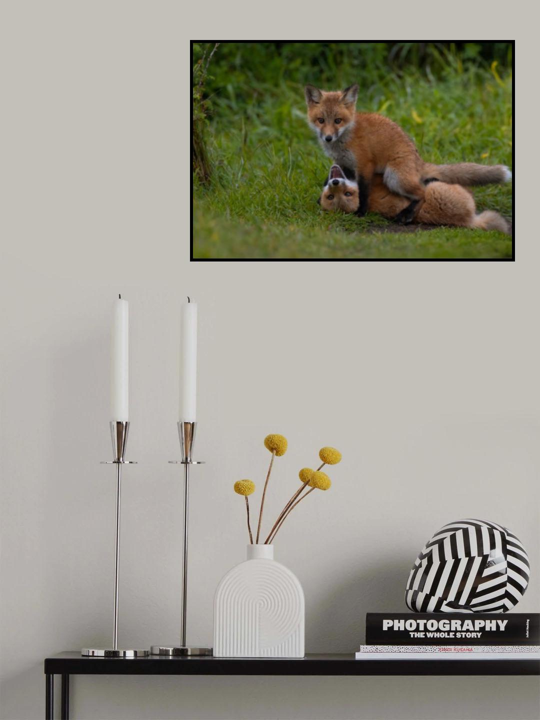 Red fox Poster och Canvastavla