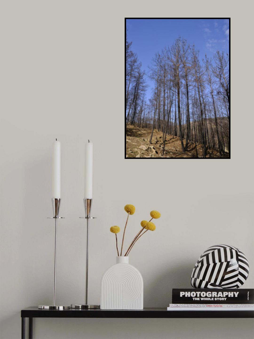 burnt trees in the forest Poster och Canvastavla