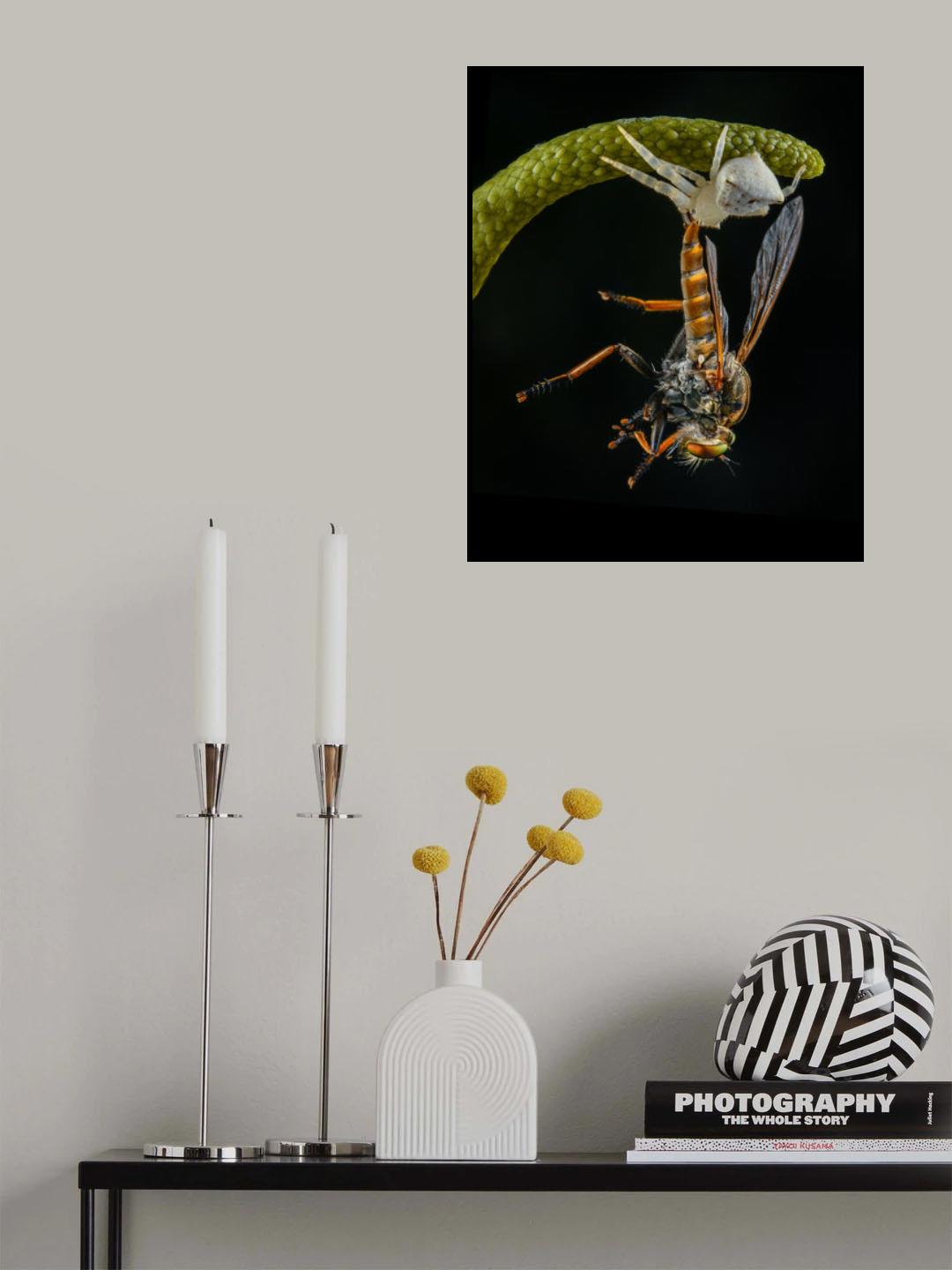 a white crab spider and a robberfly Poster och Canvastavla