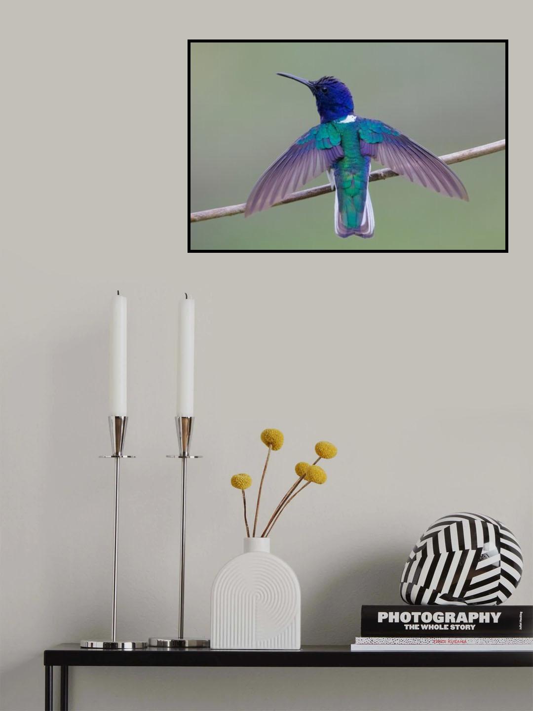 Swing Wing Poster och Canvastavla