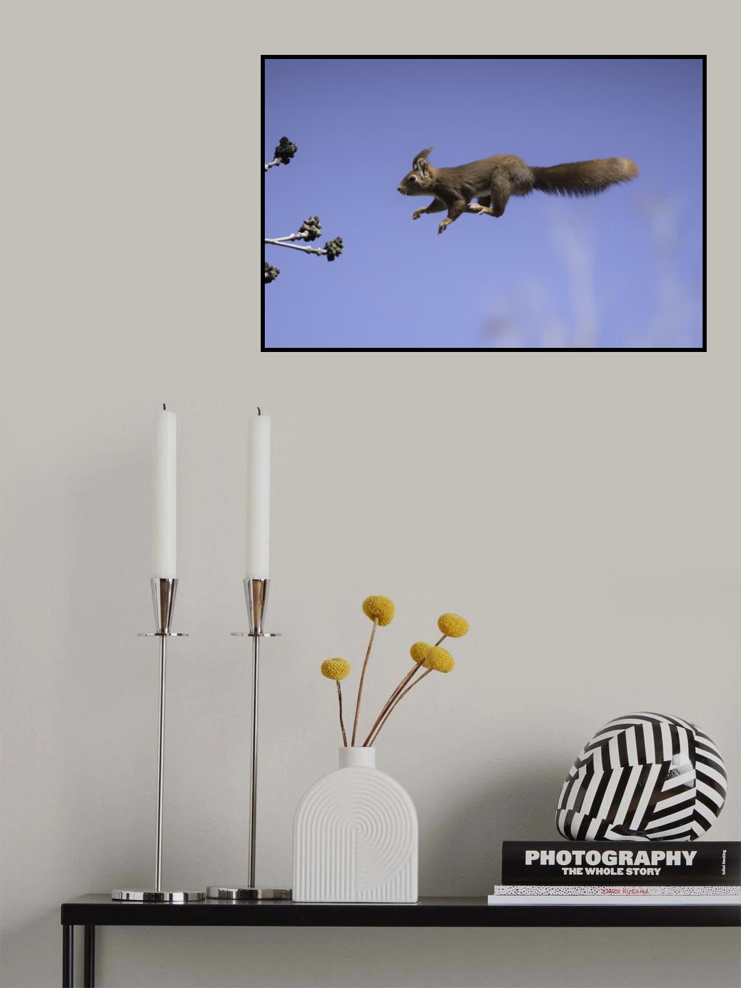 Flying red squirrel Poster och Canvastavla