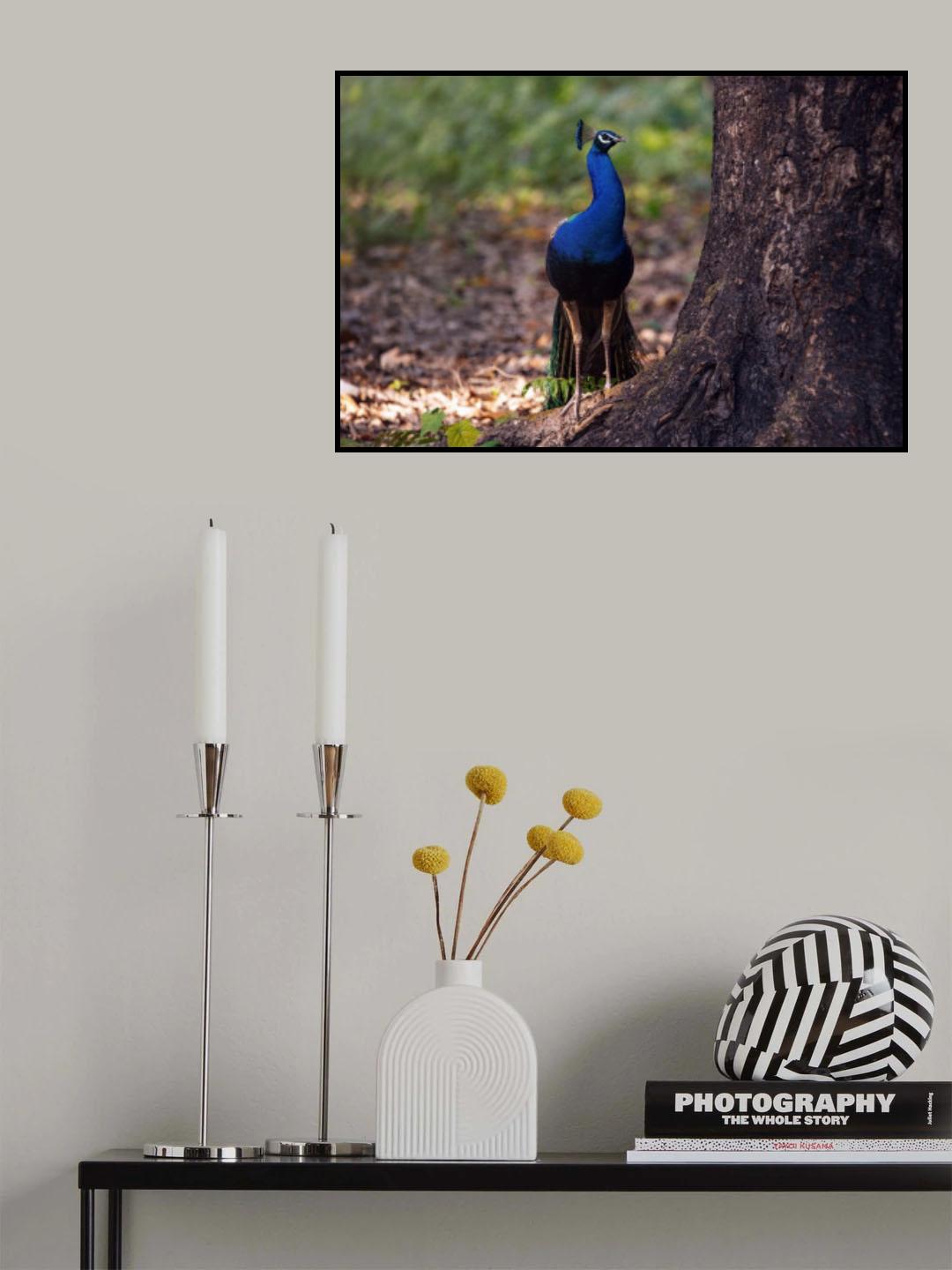 Peacock by A Large Tree Poster och Canvastavla