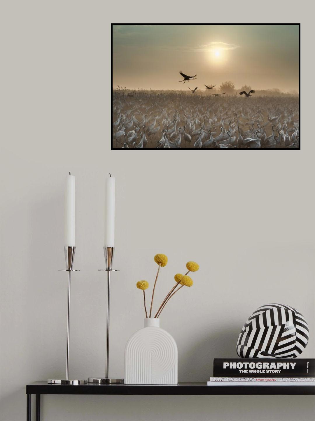 Common Cranes at sunrise... Poster och Canvastavla