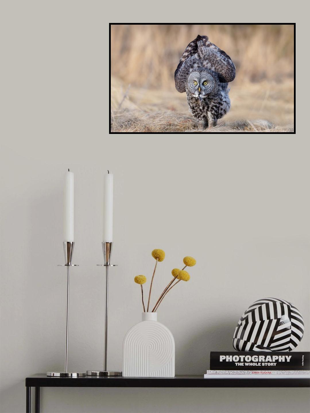 Gray owl Poster och Canvastavla