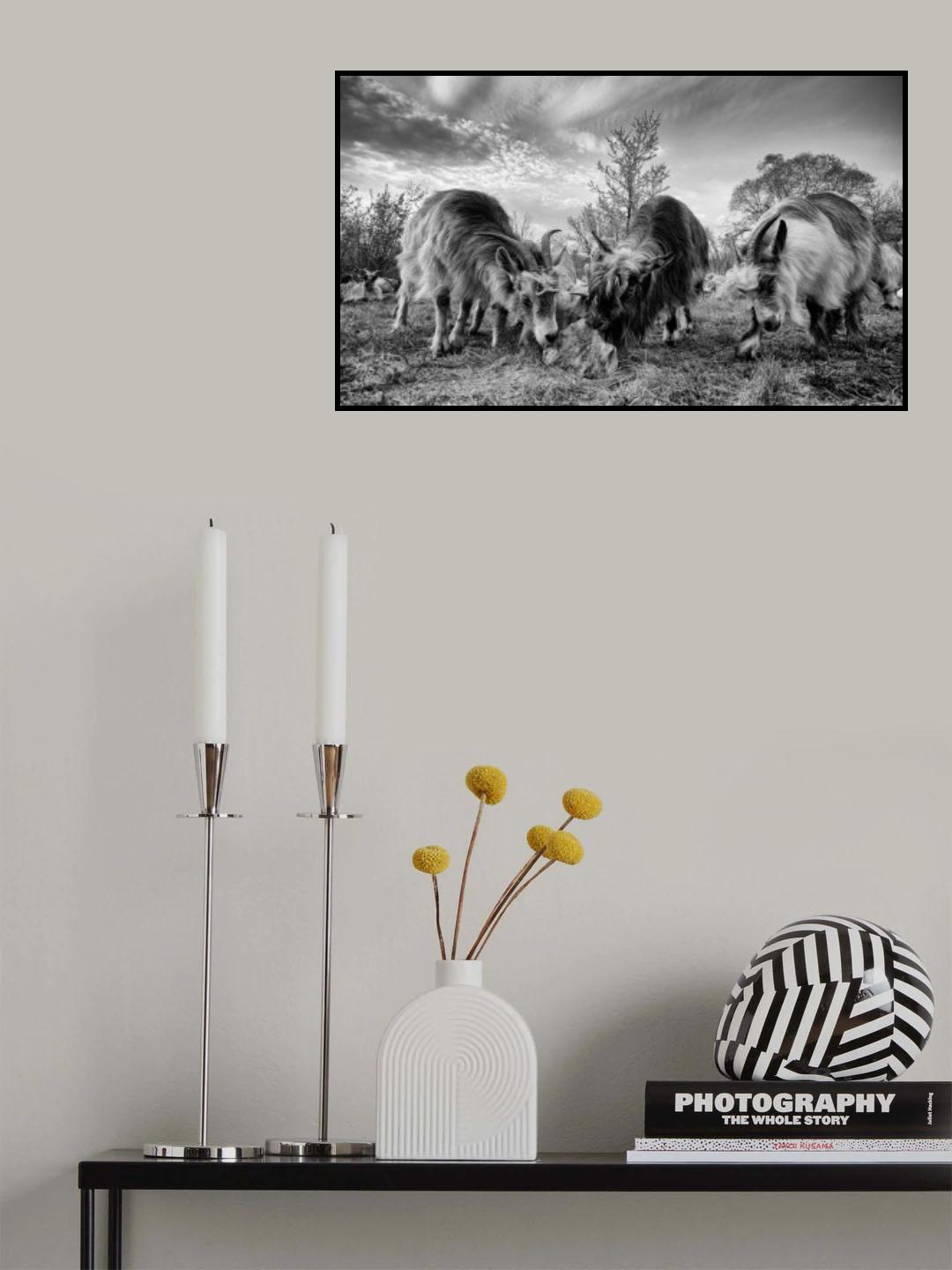 salt licking Poster och Canvastavla