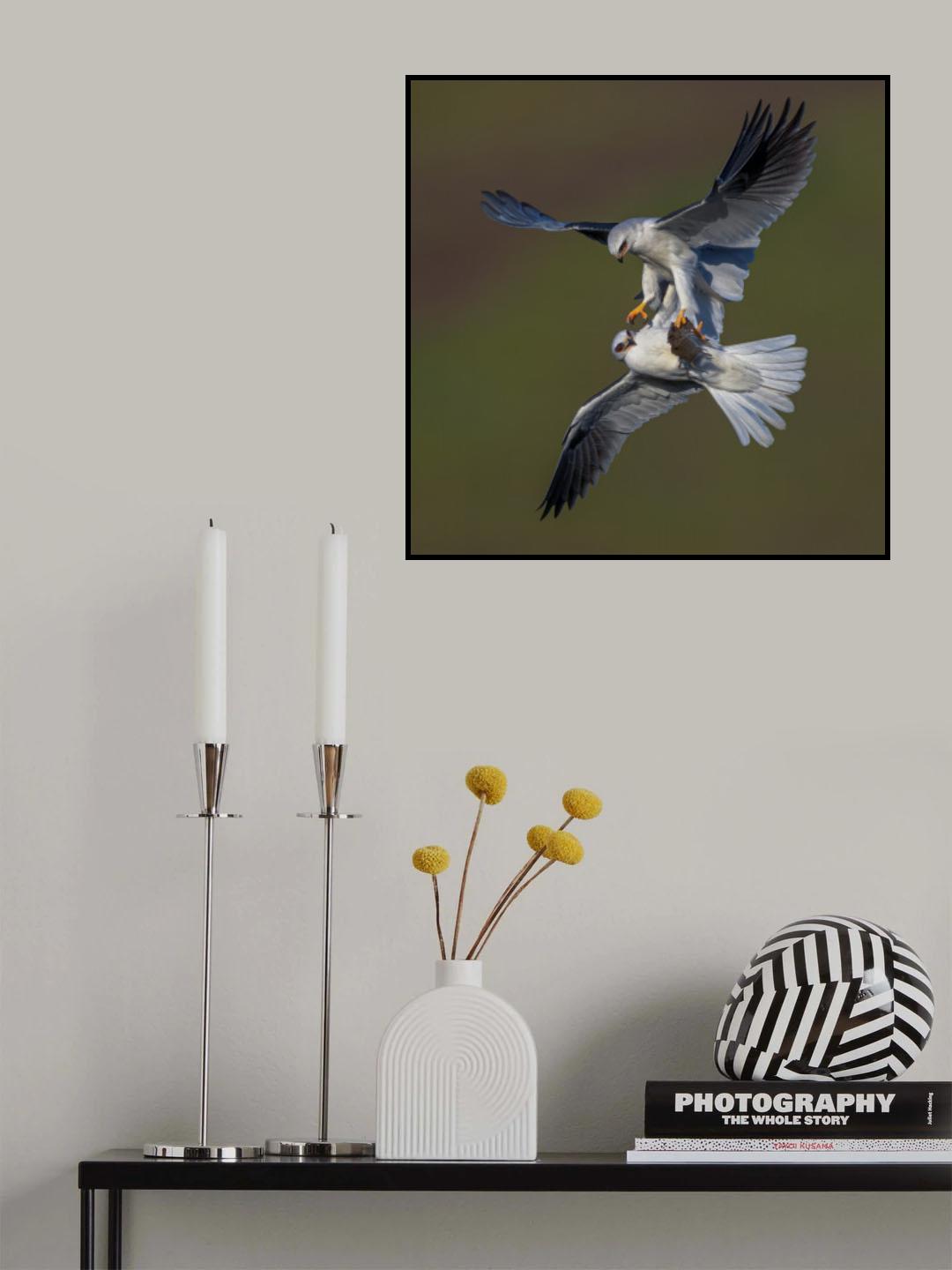 White Tailed Kite Poster och Canvastavla