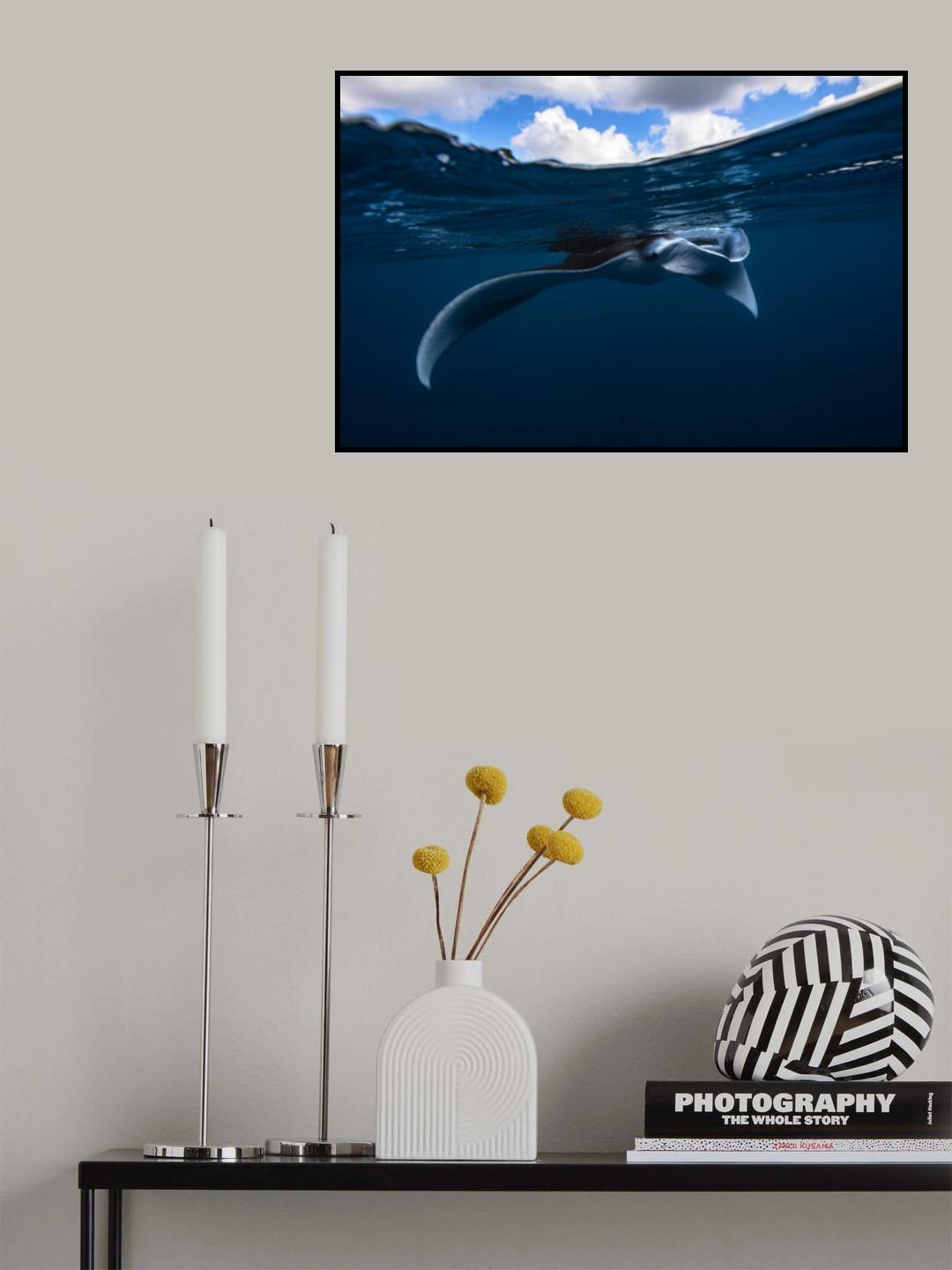 Manta ray Poster och Canvastavla