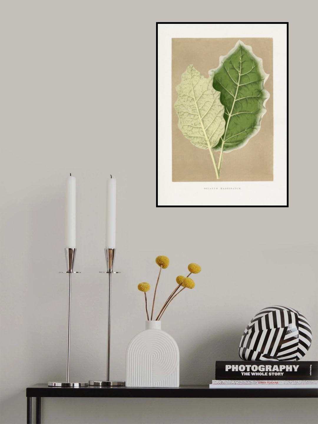 Green Solanum Marginatum Leaf Illustration Poster och Canvastavla