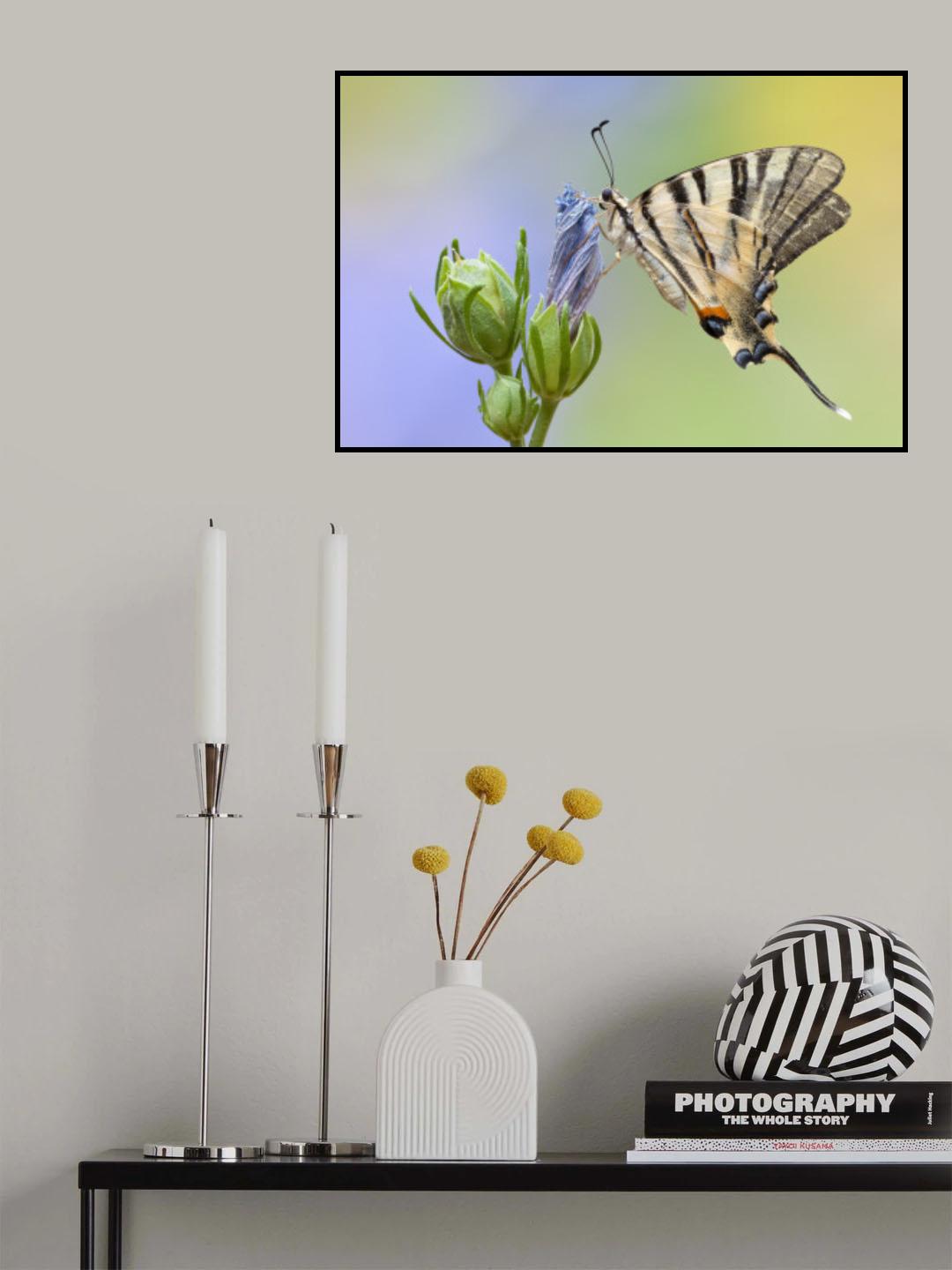 Iphiclides podalirius Poster och Canvastavla