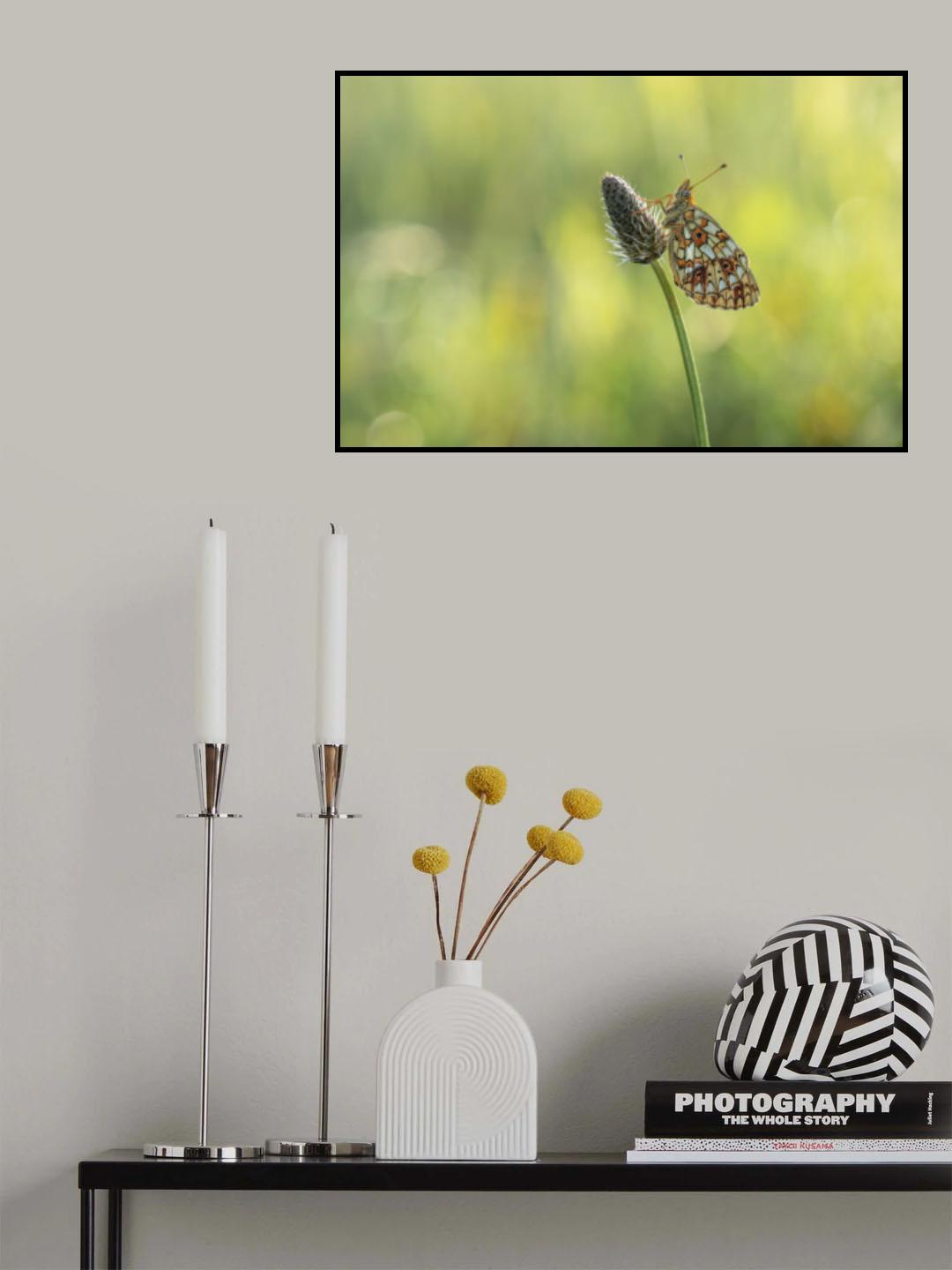 Boloria selene Poster och Canvastavla