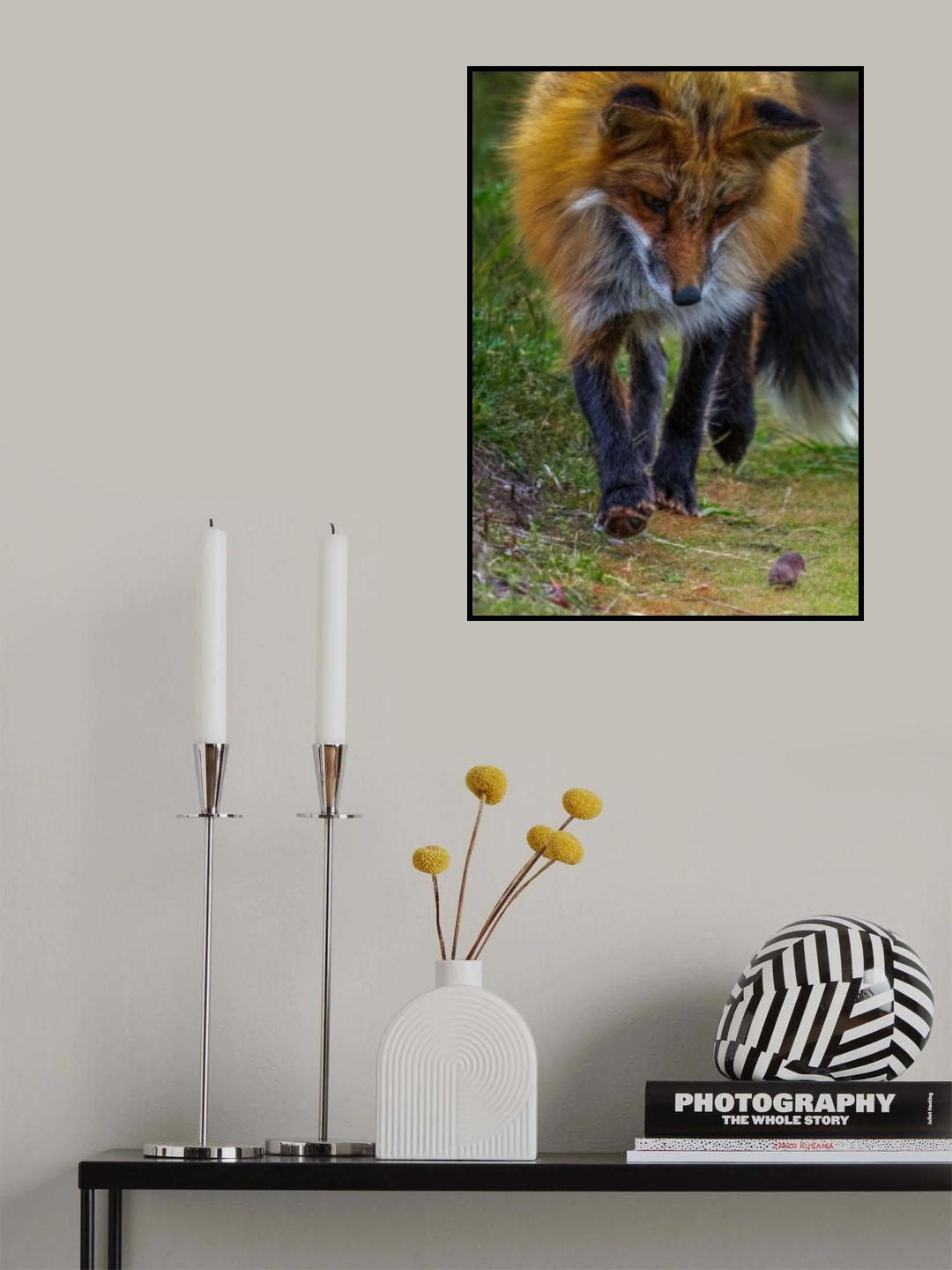 Fox Playing with Mouse IV Poster och Canvastavla