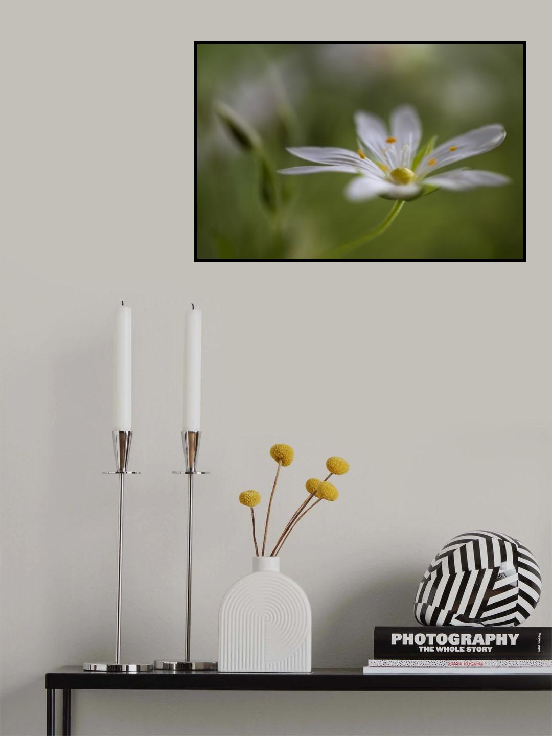 Stitchwort Poster och Canvastavla