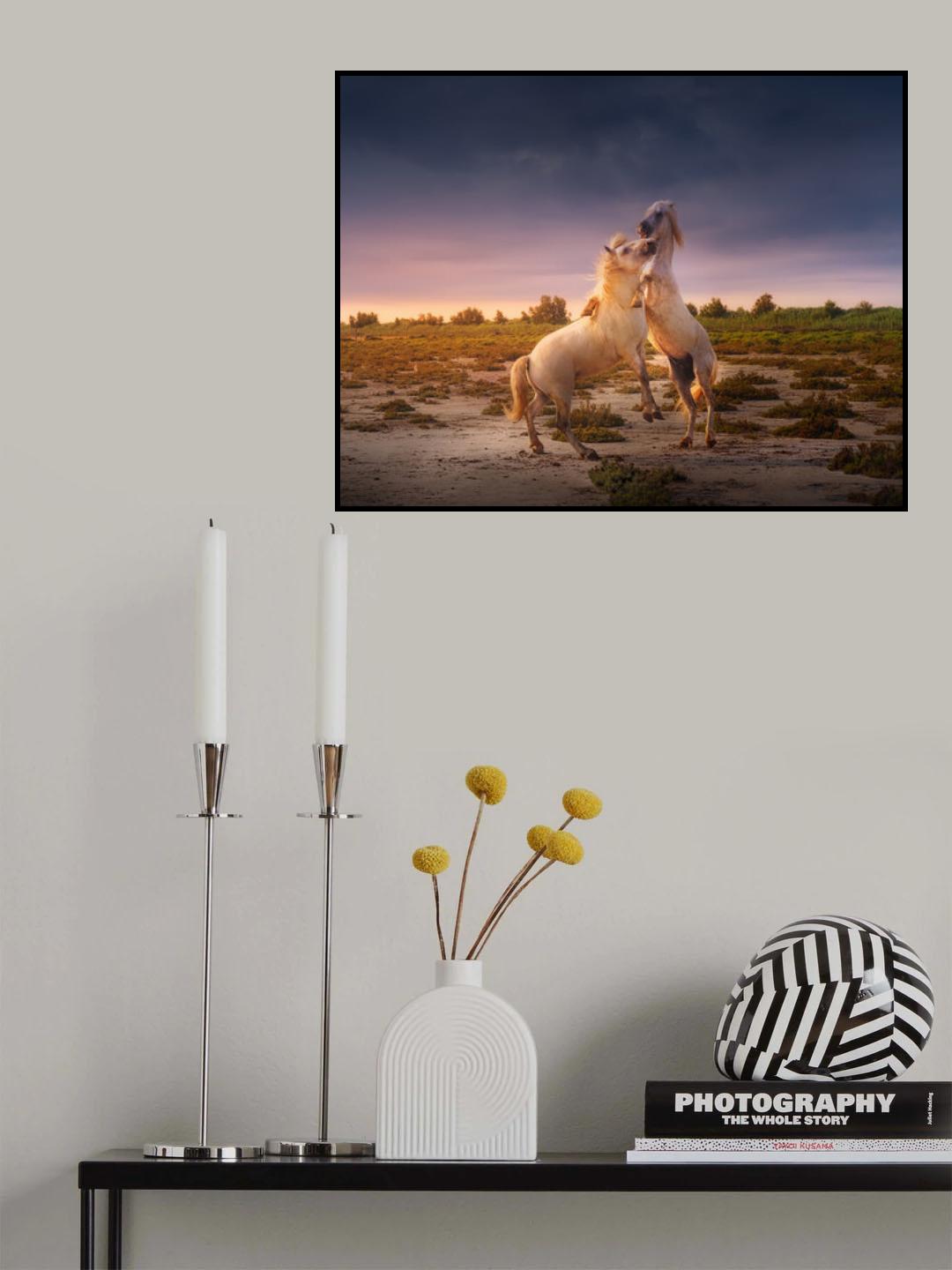 France Camargue horses A731236 Poster och Canvastavla