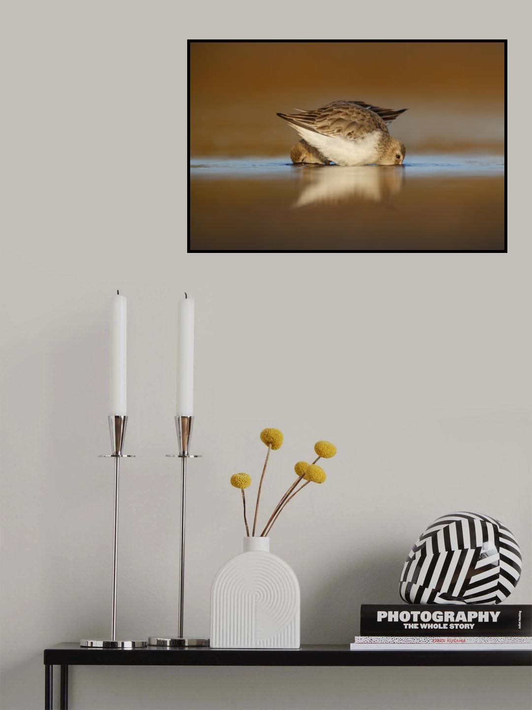 Piovanello Pancianera Poster och Canvastavla