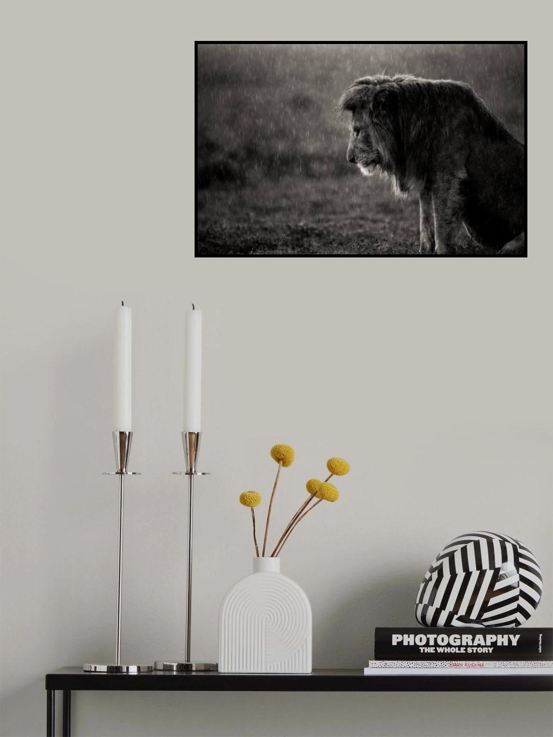 The sad lion Poster och Canvastavla