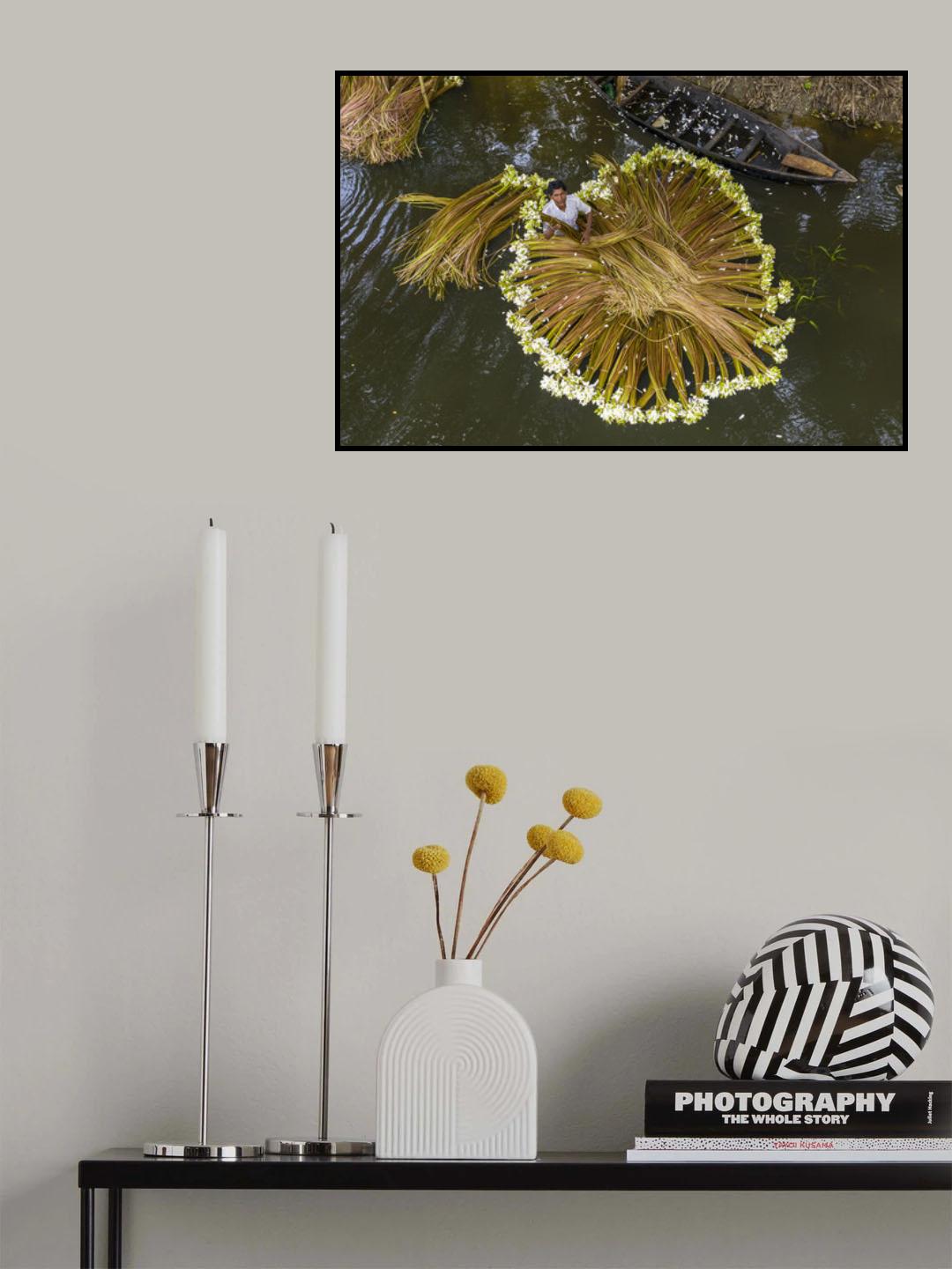 Harvesting national flower Poster och Canvastavla