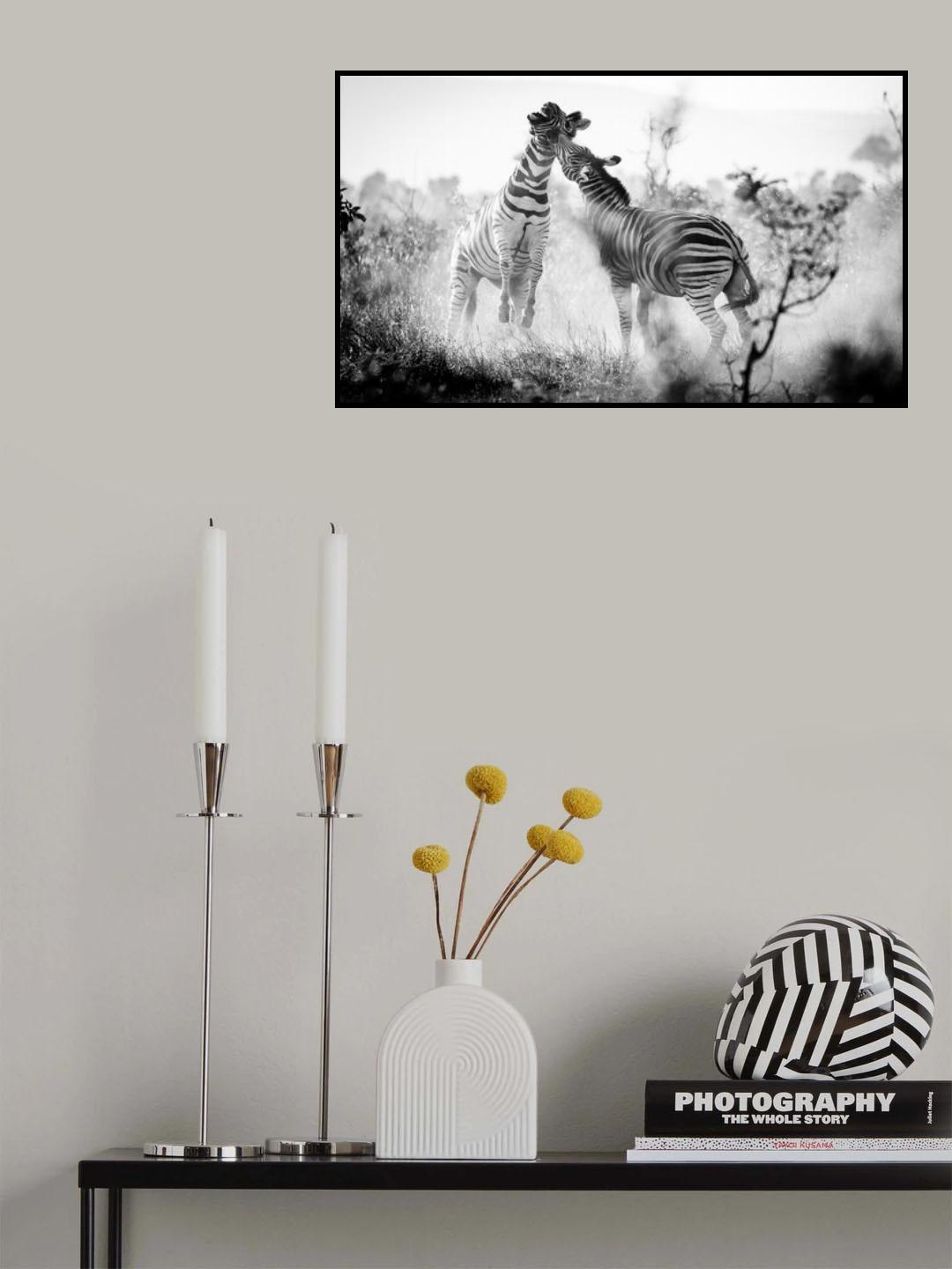 Fighting Stripes Poster och Canvastavla