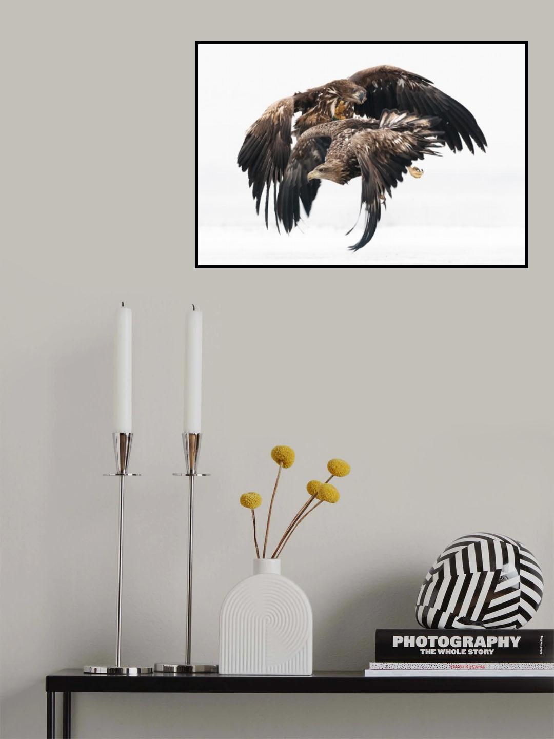 Eagles Poster och Canvastavla