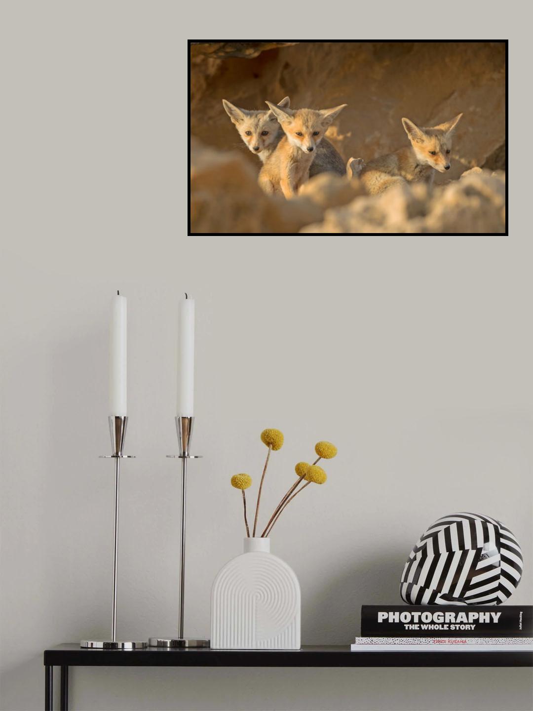 Foxes cubs on Sunset Poster och Canvastavla