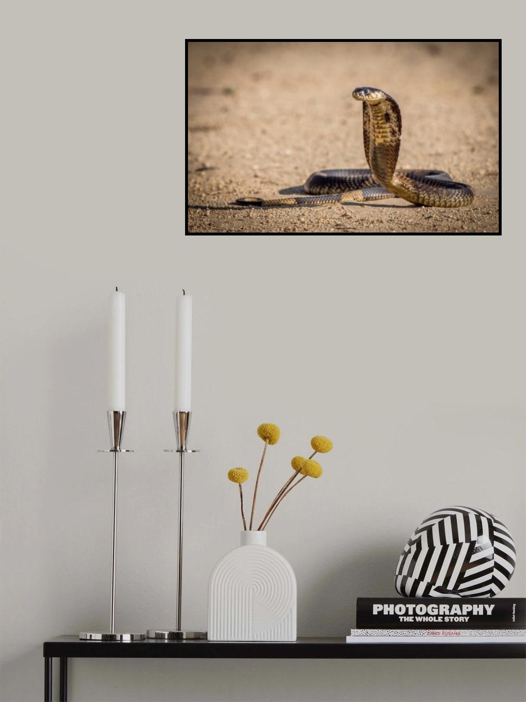 Spitting cobra in strike pose. Poster och Canvastavla