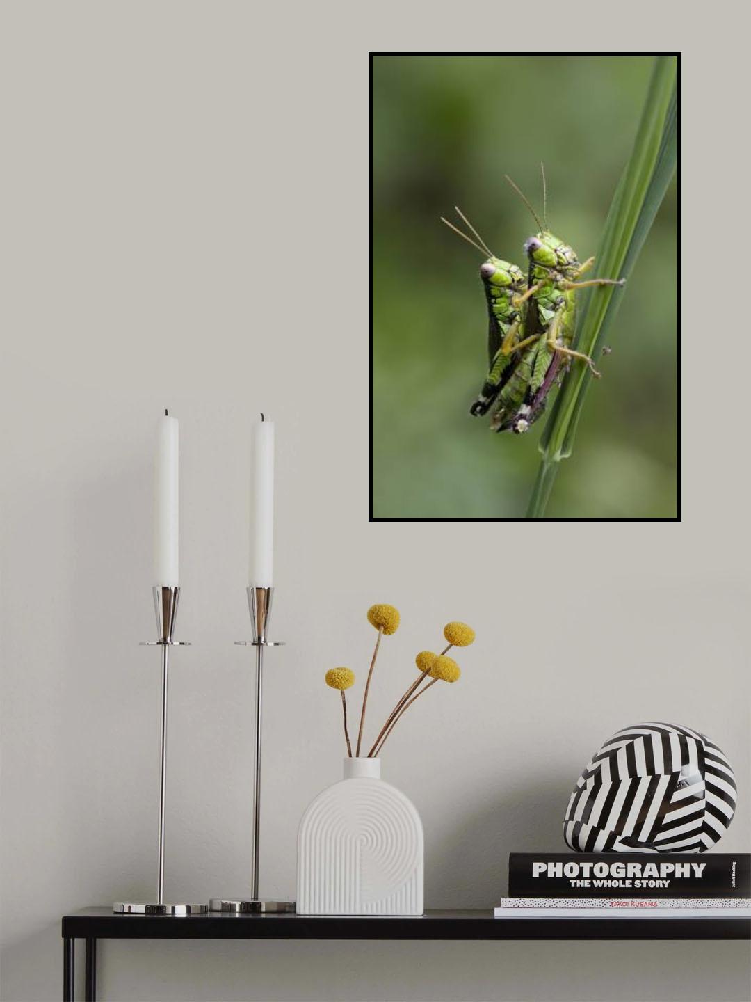 love bugs Poster och Canvastavla