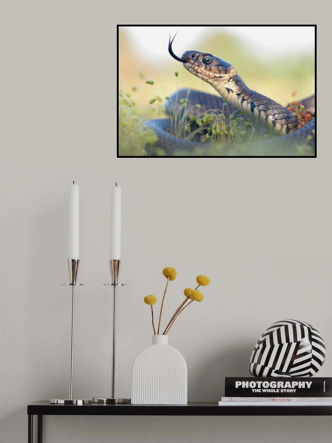 Grass Snake Portrait Poster och Canvastavla