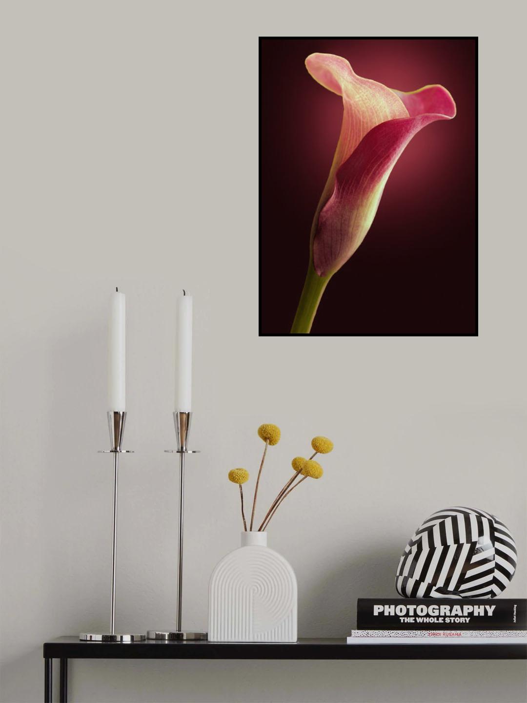 Red Calla Poster och Canvastavla