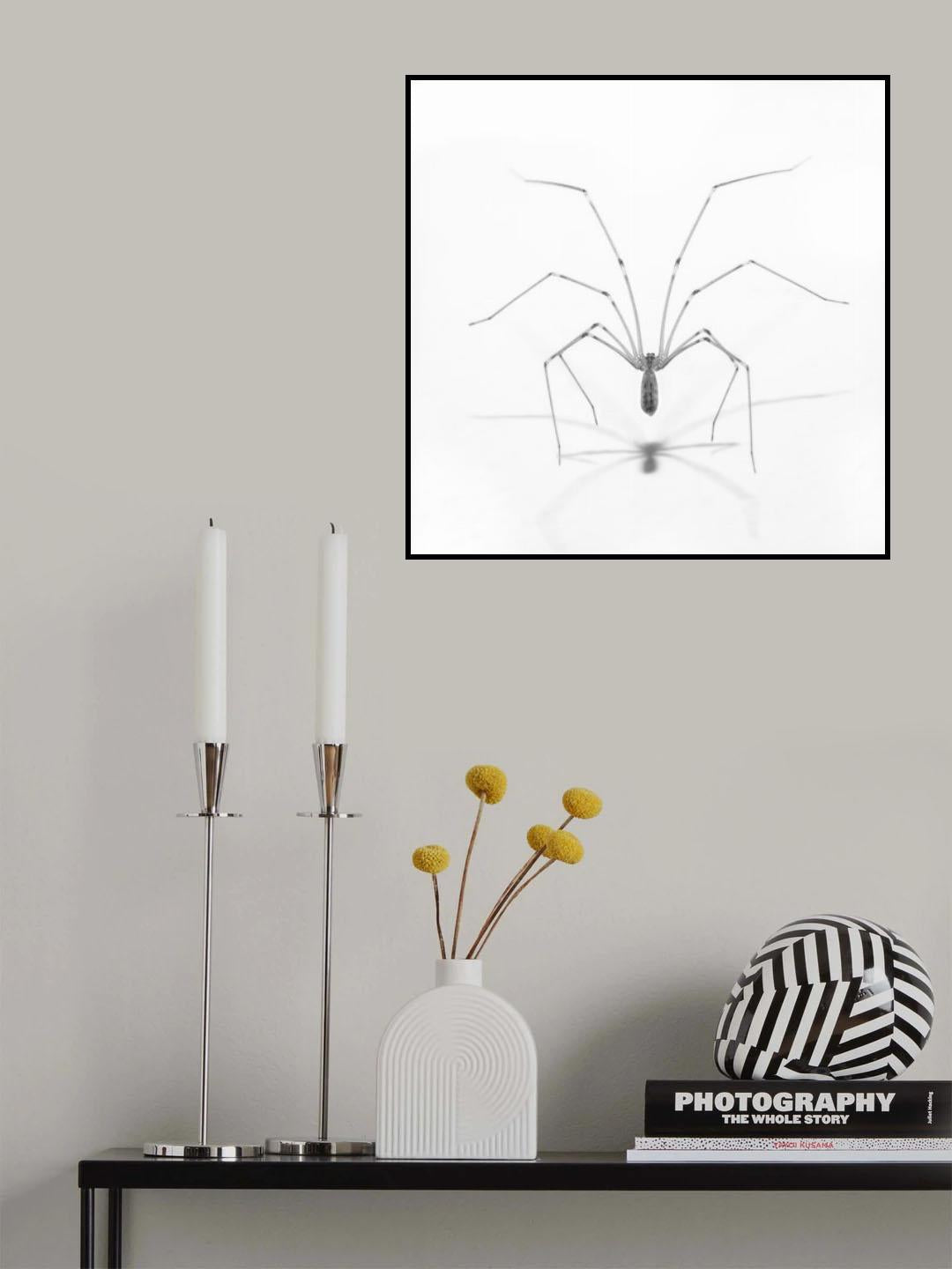 Spider pose Poster och Canvastavla