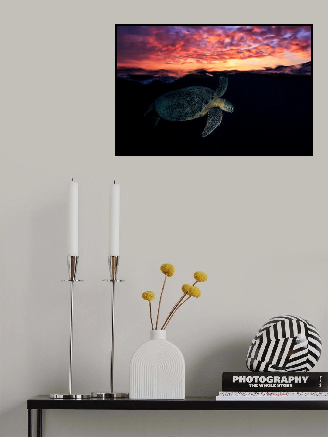 Sunset turtle Poster och Canvastavla