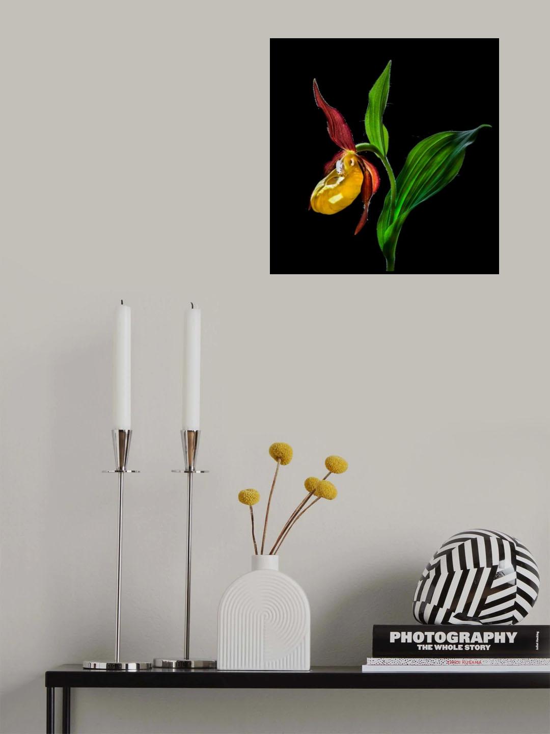 Macro Close-Up Photograph of The Lady's Slipper Orchid (‘Venus' Shoes’) Flower In the Wild © N Poster och Canvastavla