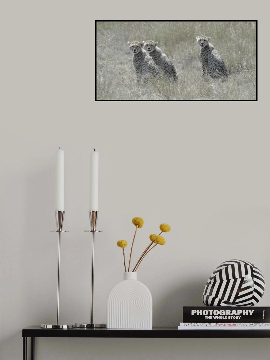 Cheetah Cubs Poster och Canvastavla