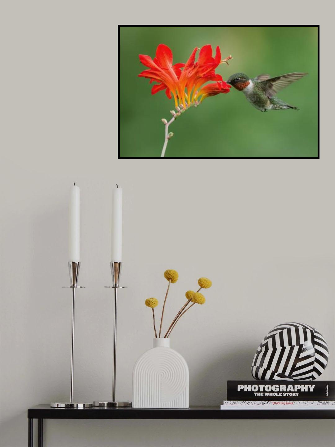 Ruby-throated hummingbird Poster och Canvastavla