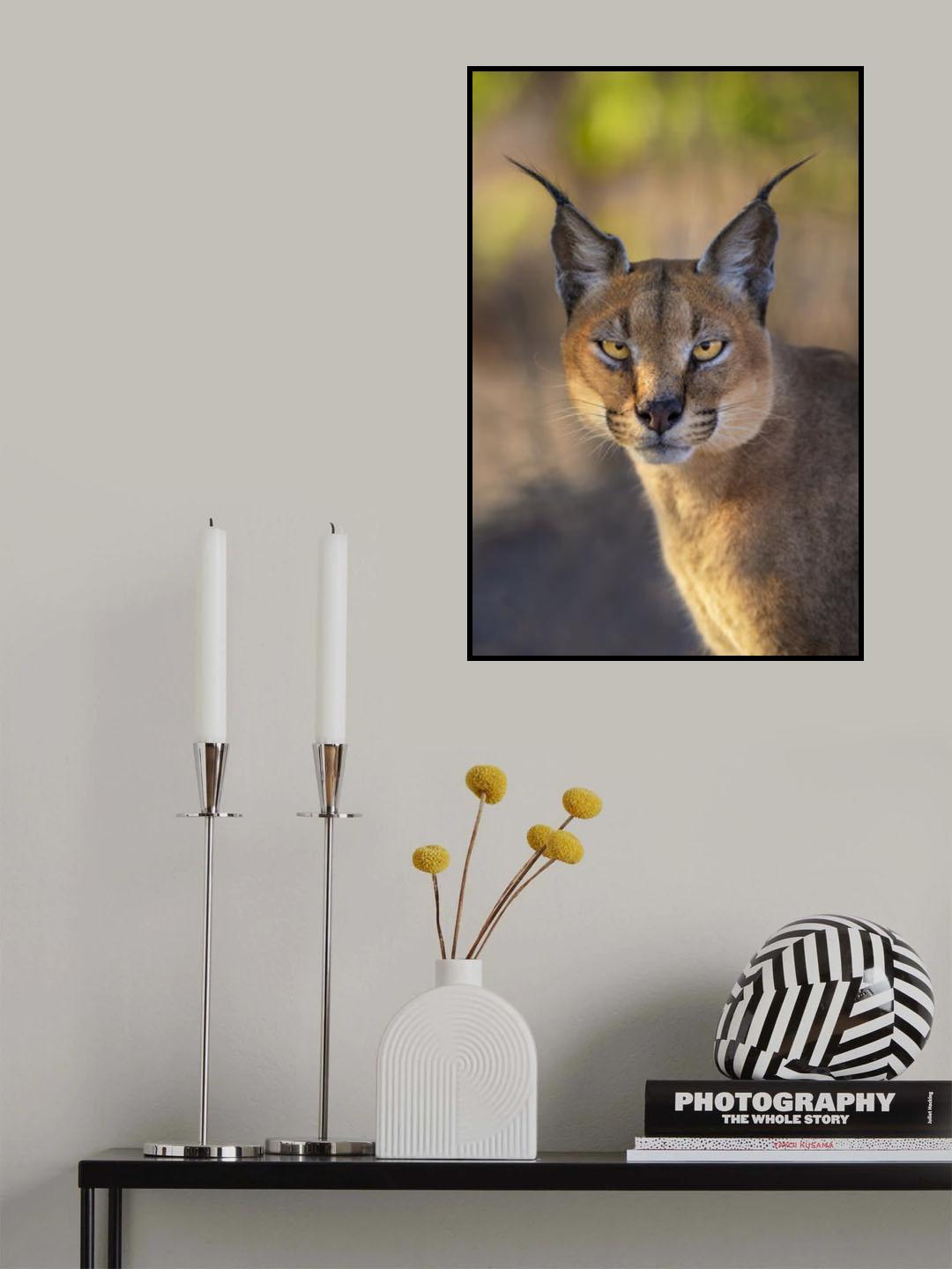 Piercing Eyes Poster och Canvastavla