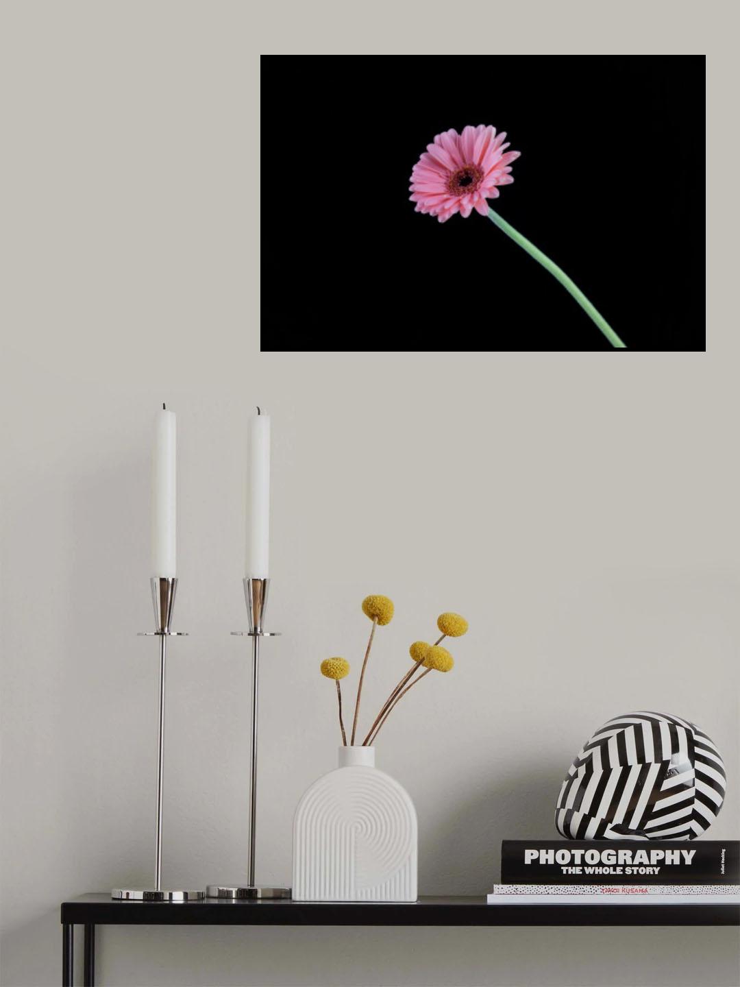 beautiful flower in front of black background Poster och Canvastavla