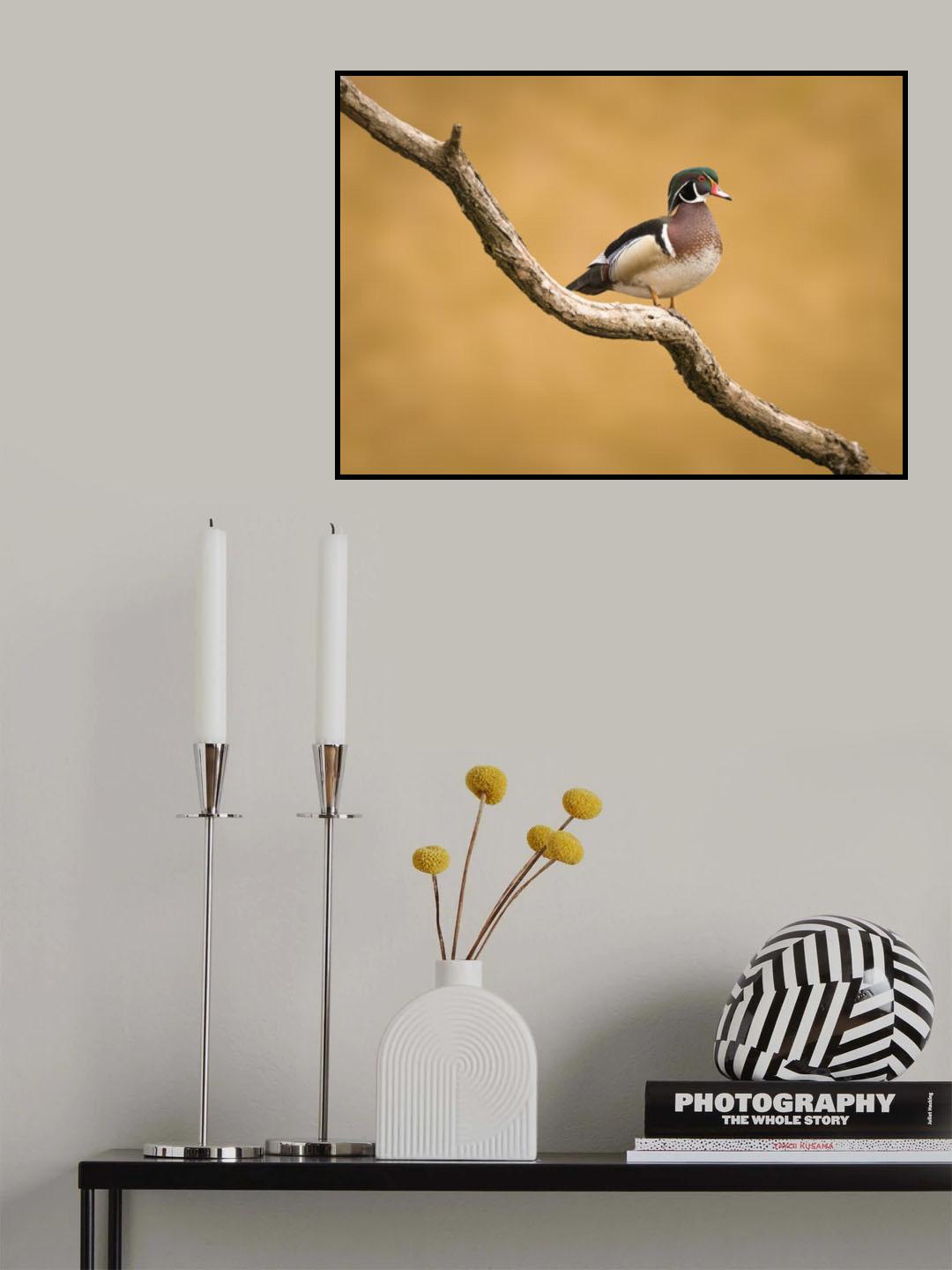 Wood Duck Poster och Canvastavla
