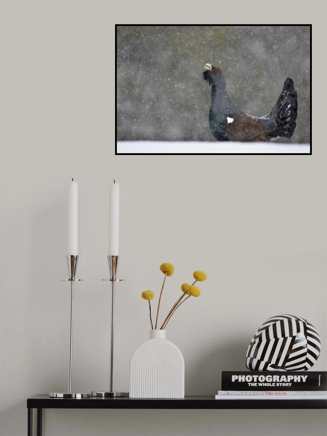 Cappercallie Poster och Canvastavla