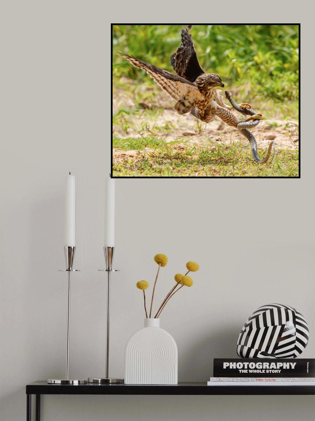 Eagle snake battle Poster och Canvastavla