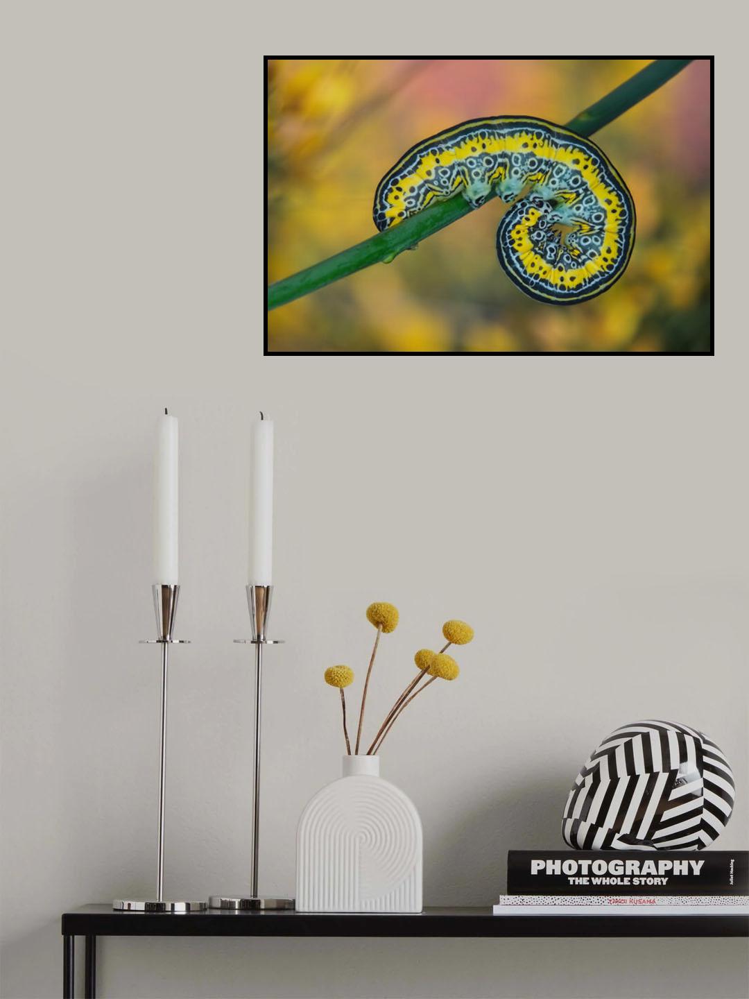 Oruga Poster och Canvastavla