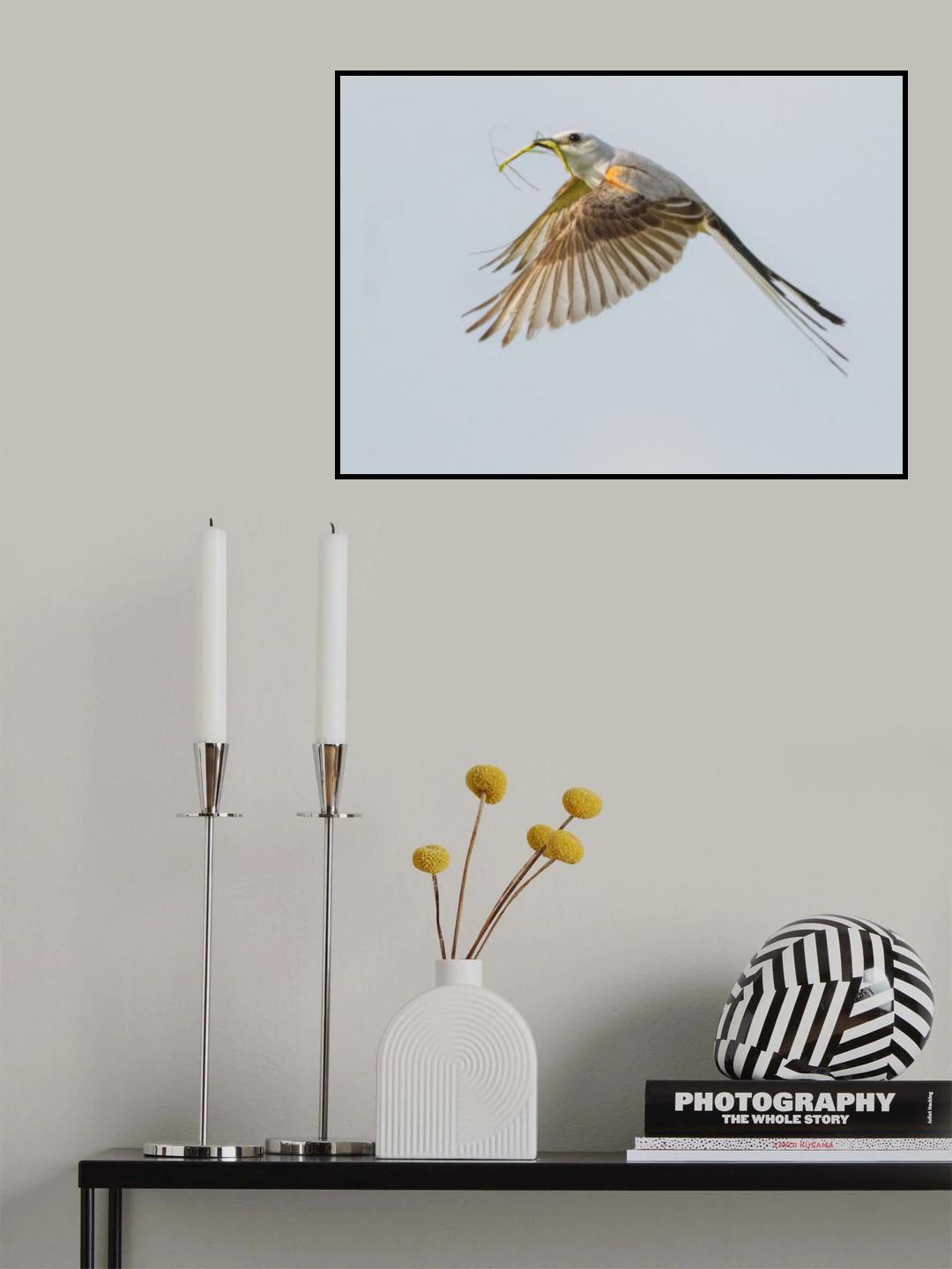 Scissor-tailed flycatcher Poster och Canvastavla