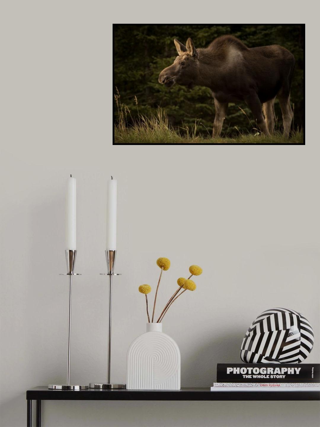 Young Moose on the Loose Poster och Canvastavla