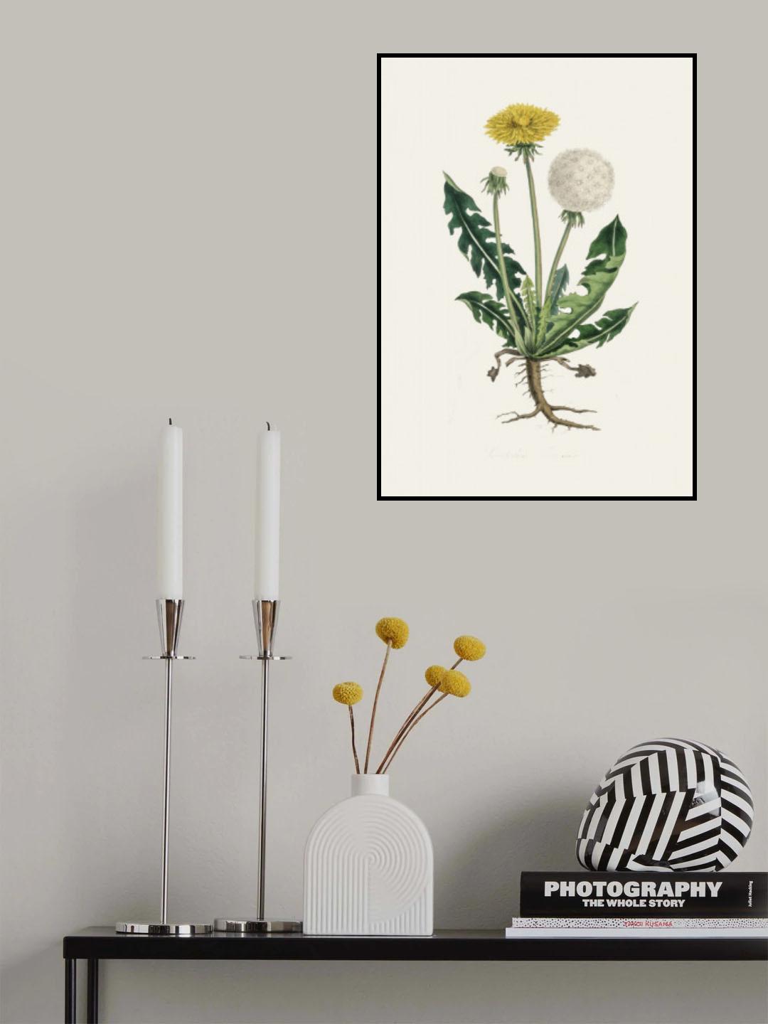 Leontodon Taraxacuma Medical Botany Poster och Canvastavla