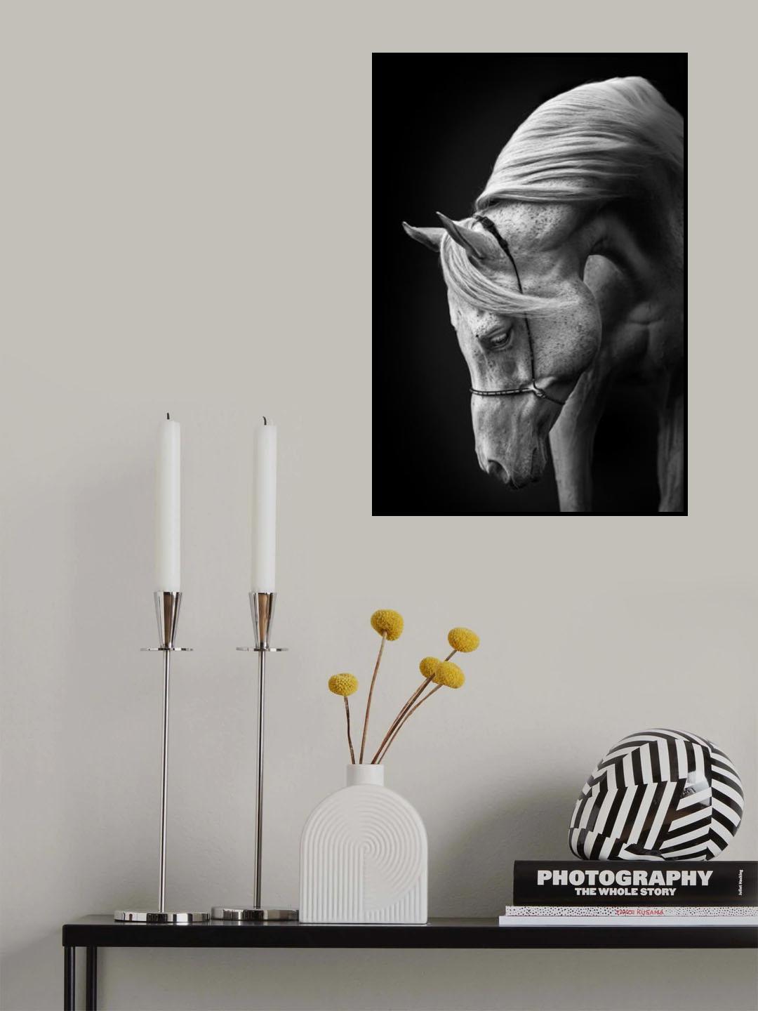 white stallion Poster och Canvastavla