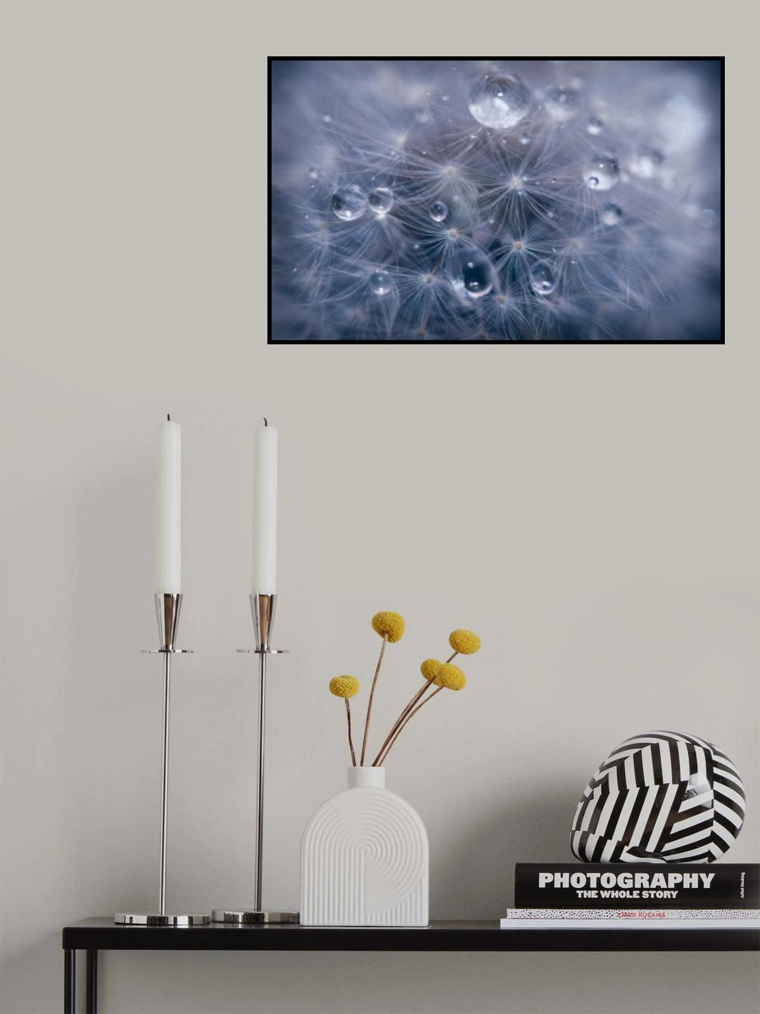 Water droplets in dandelion Poster och Canvastavla