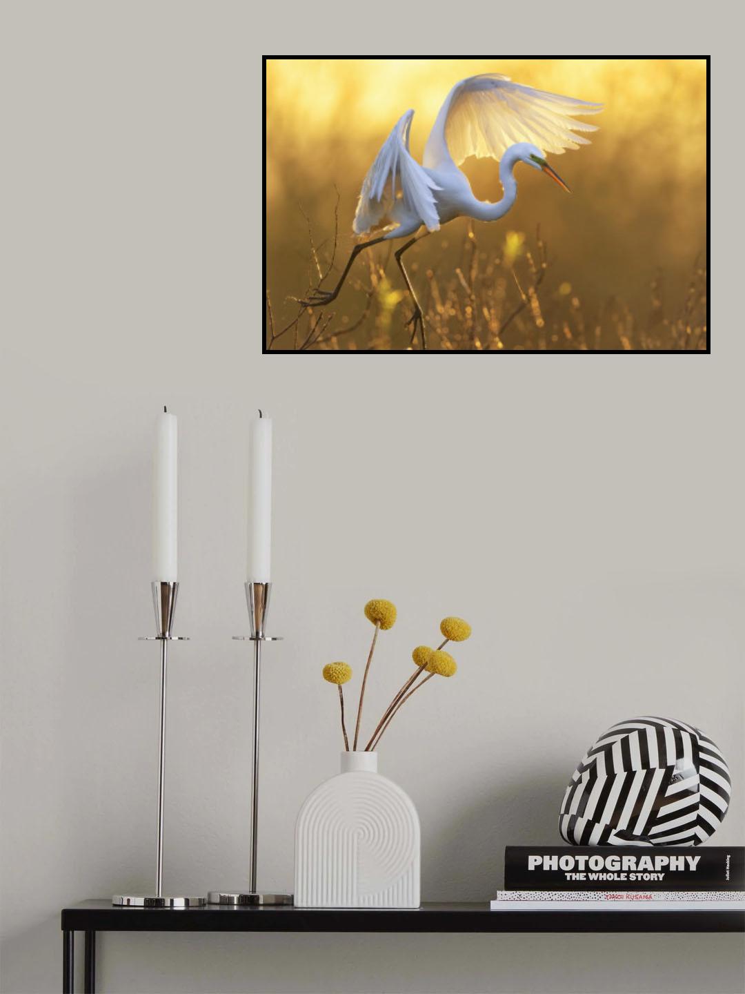 Morning Egret Poster och Canvastavla