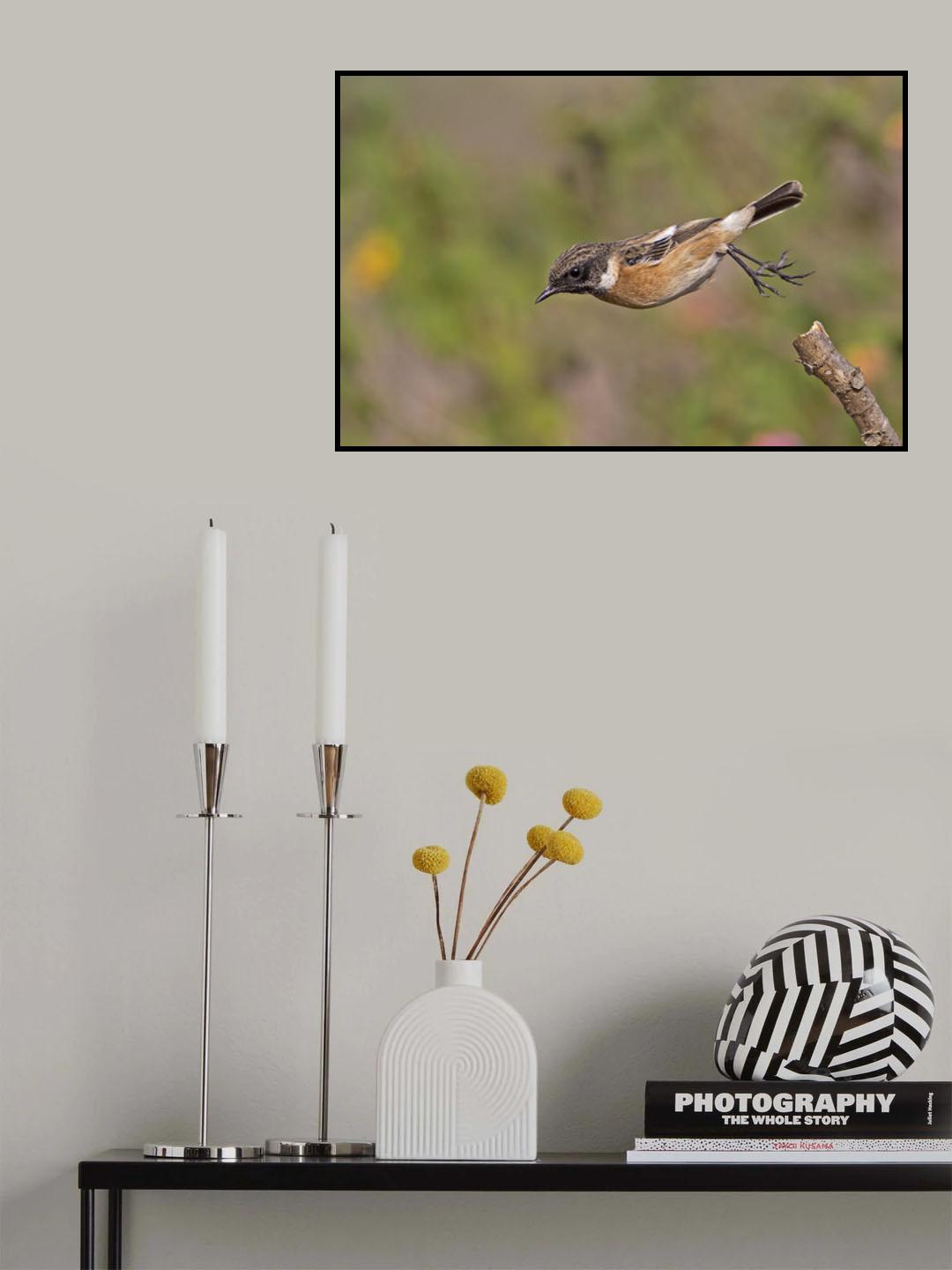Saxicola rubicola Poster och Canvastavla